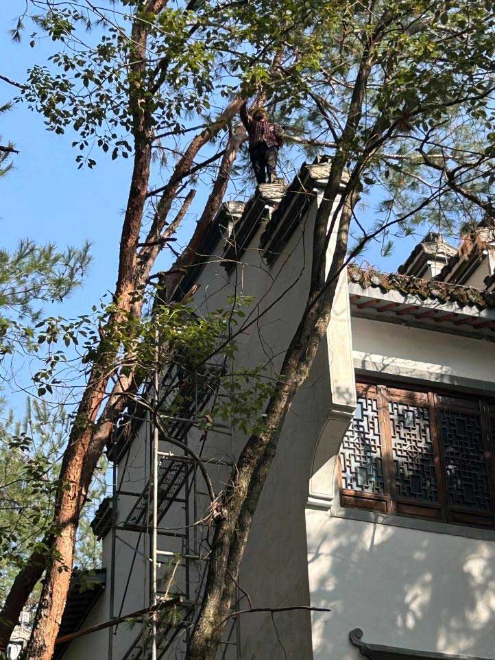 排除隱患，國資公司砍樹解民憂
